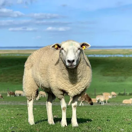 Hinrichs 3* Carolinensiel